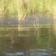 outer banks kayak tour - carp spawning