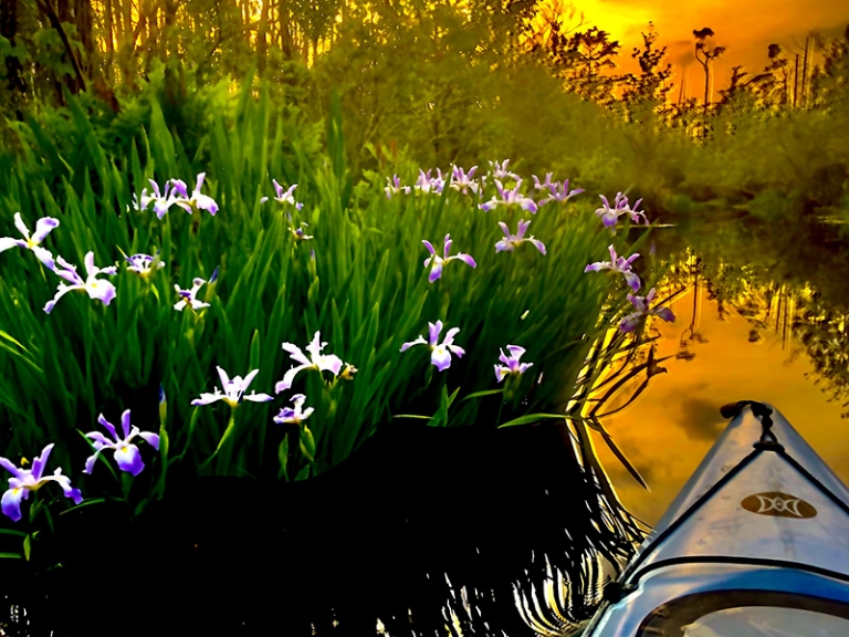 Alligator River Kayak Tours 1 Rated Tour by Coastal Kayak