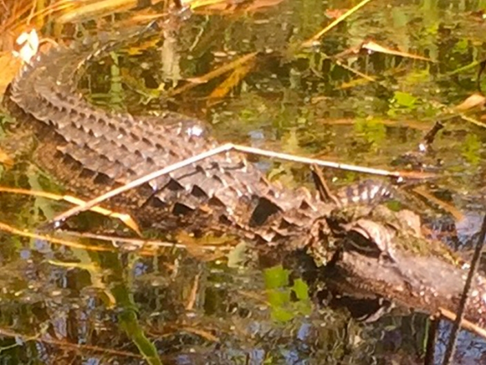 Alligator River Kayak Tours 1 Rated Tour by Coastal Kayak